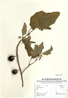 藏品(黃水茄)的圖片